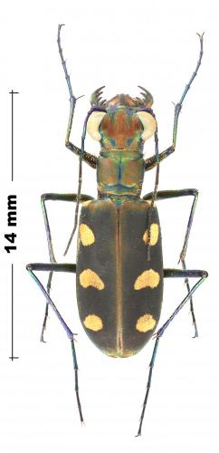Cicindela aurulenta